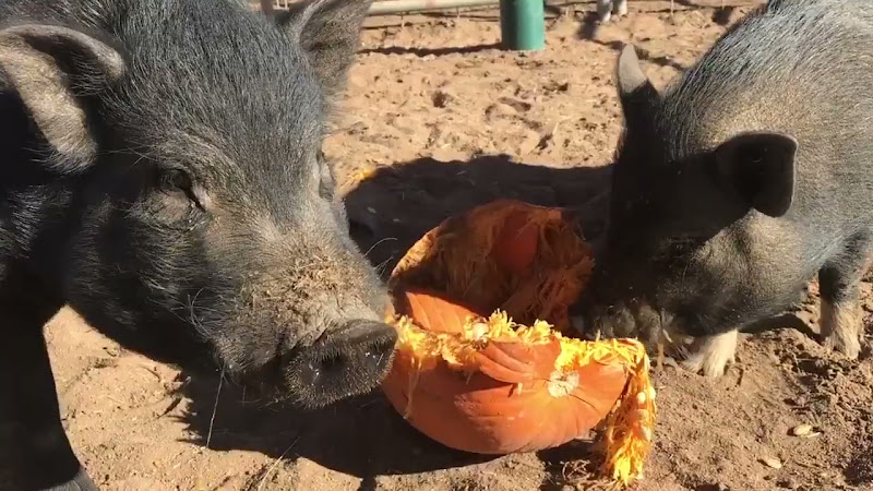 Pigs Eating Pumpkin