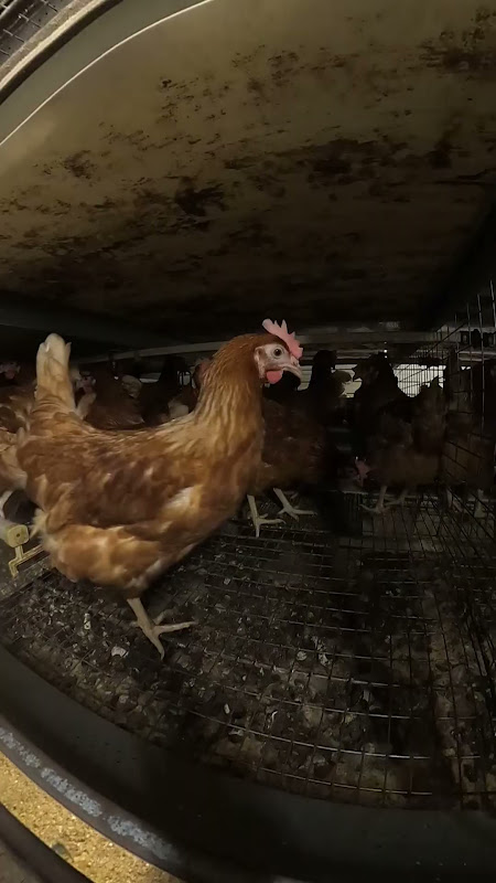 Enriched cage egg chickens - Shot from inside the cage