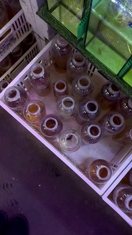 Fish For Sale In Bottles