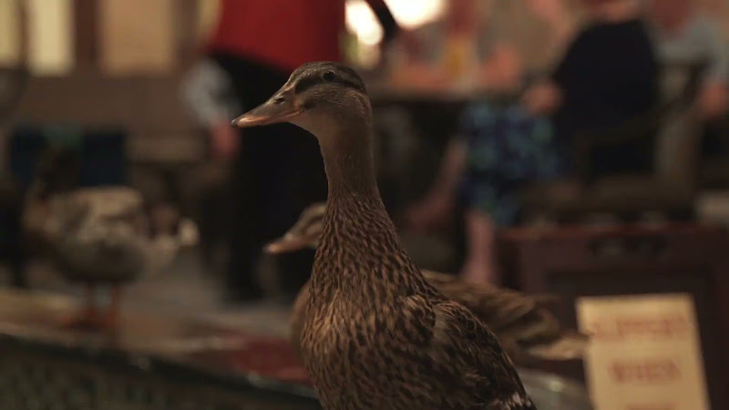 Ducks Kept In Hotel Fountain