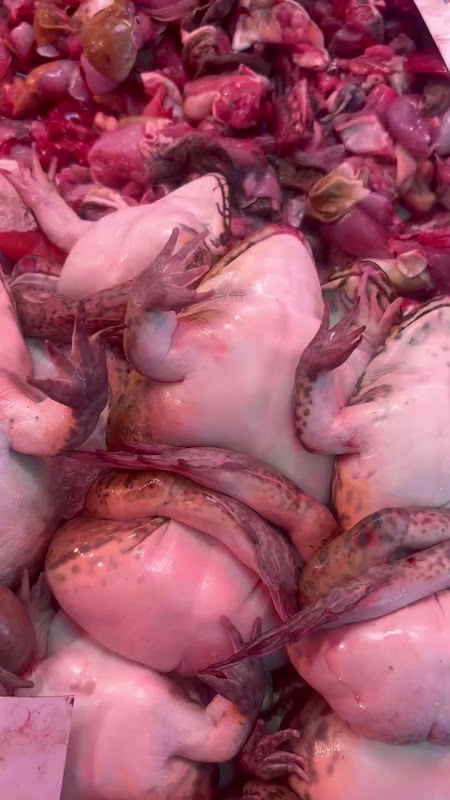 Live Frogs Suffering At Food Market