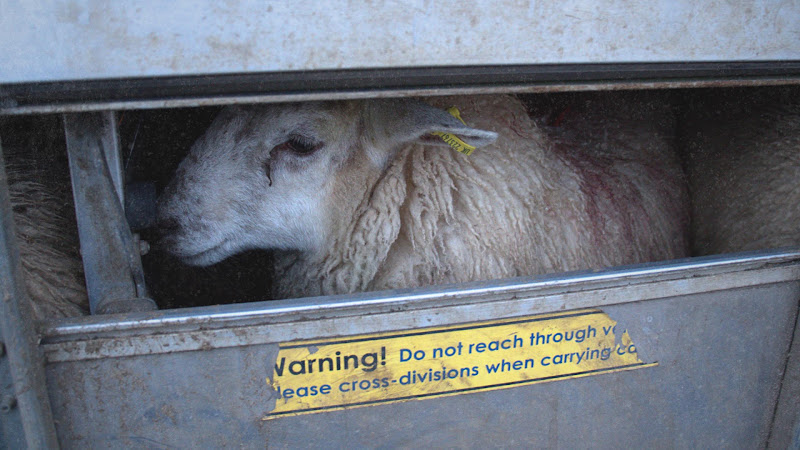 Sheep in Truck at Auction