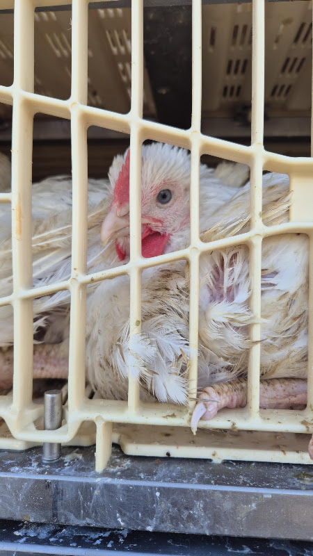 Chicken looking from a truck 