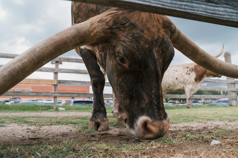 Longhorn Cow Waits For The Cattle Drive