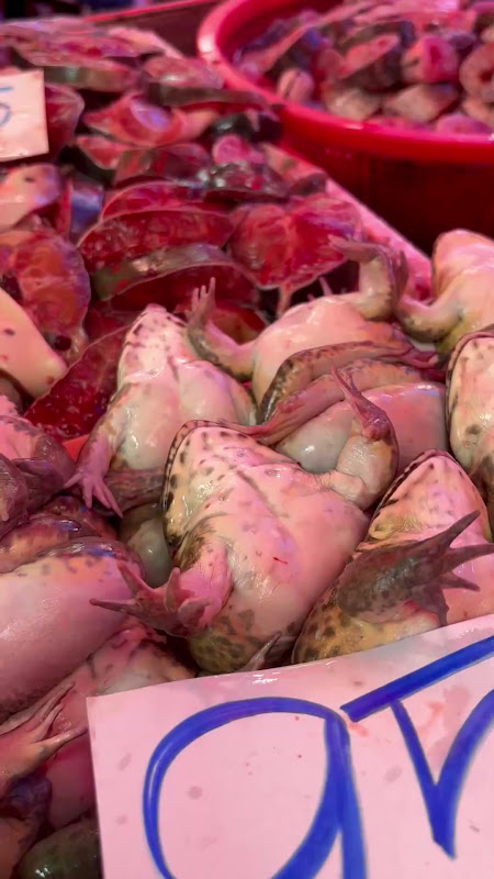 Live Frogs Suffering At Food Market