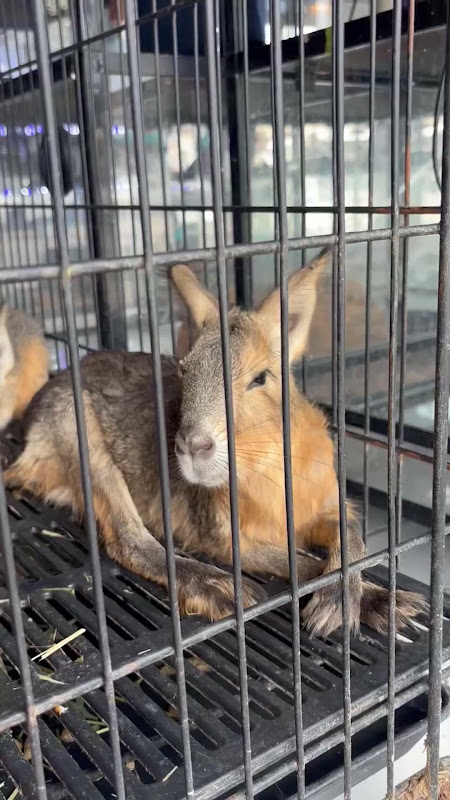 Patagonian Mara For Sale At A Pet Market