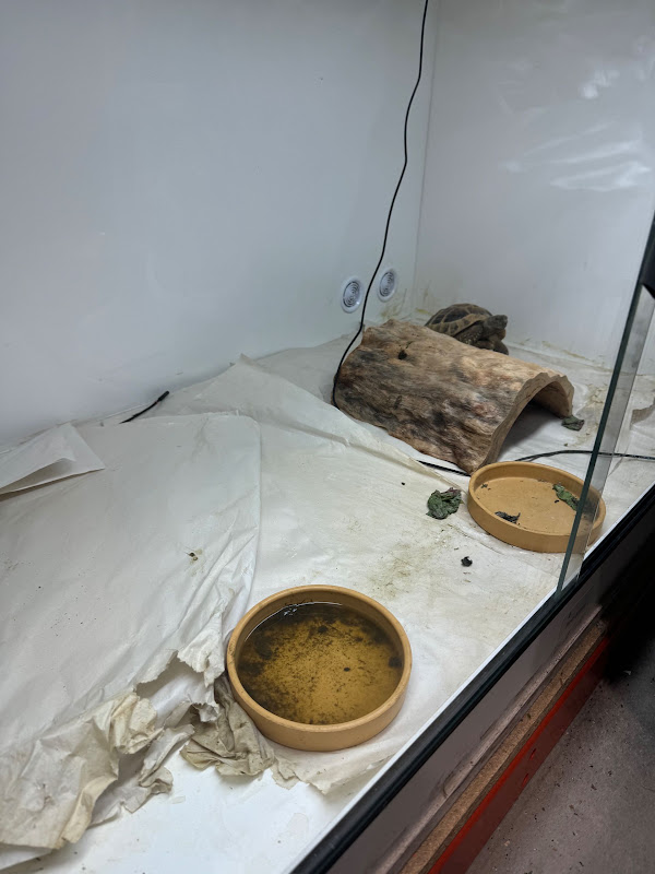 How not to keep a tortoise