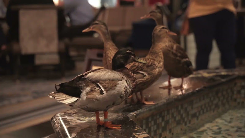 Ducks Kept In Hotel Fountain