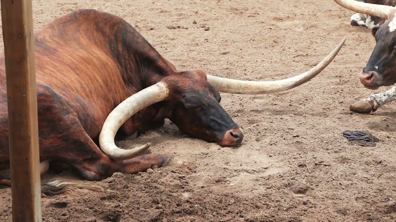 Longhorn Cow Waits for Cattle Drive