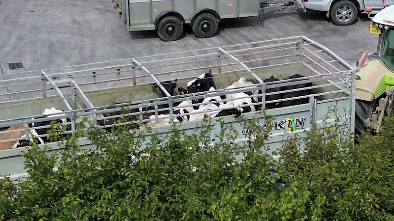 Cows Waiting at Slaughterhouse in Open Top Trailer - Side View