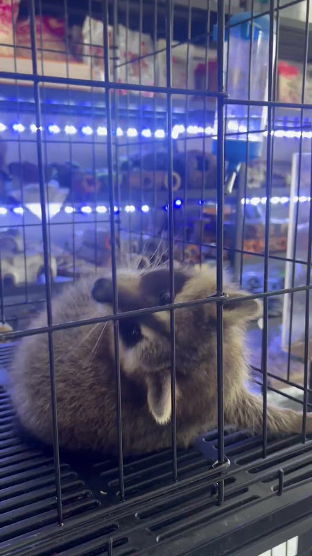 Raccoon bar-biting at pet market