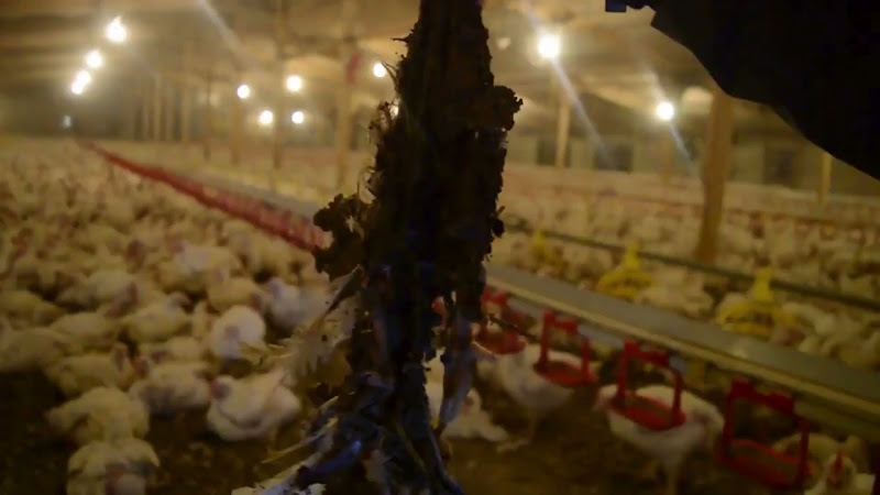 Holding Up Body of Deceased Chicken 