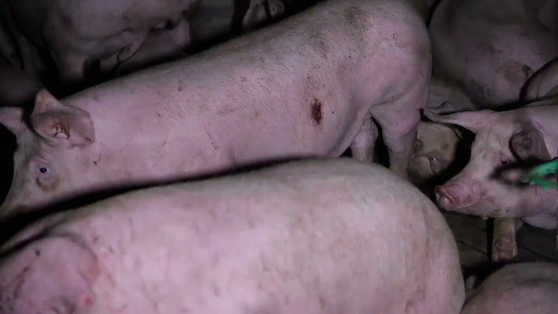 Pig Wound (Slow Motion)