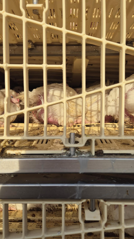 Chickens on a slaughterhouse truck 