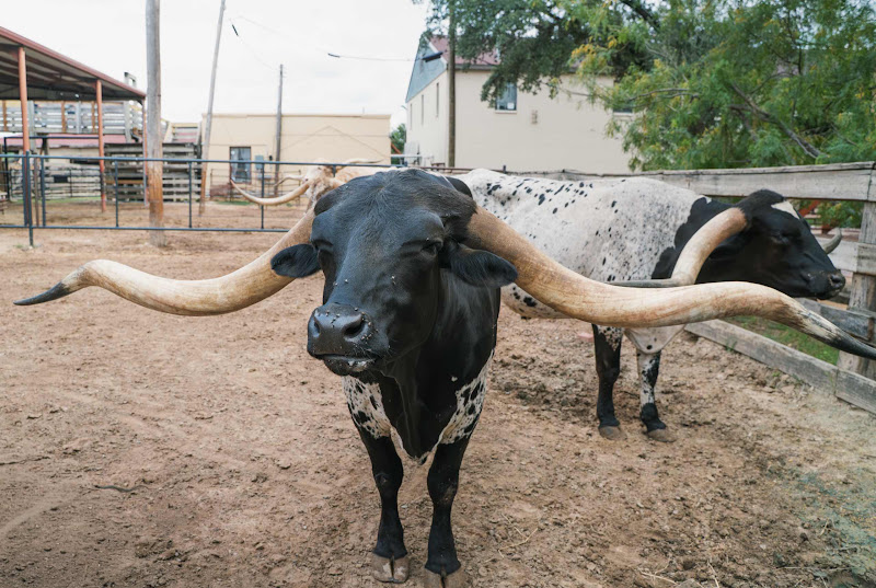 Long Horn Cow