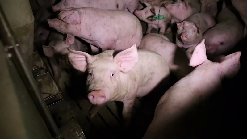 Pig Looks At The Camera (Slow Motion)