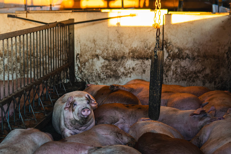 Pigs & Enrichment Toy 