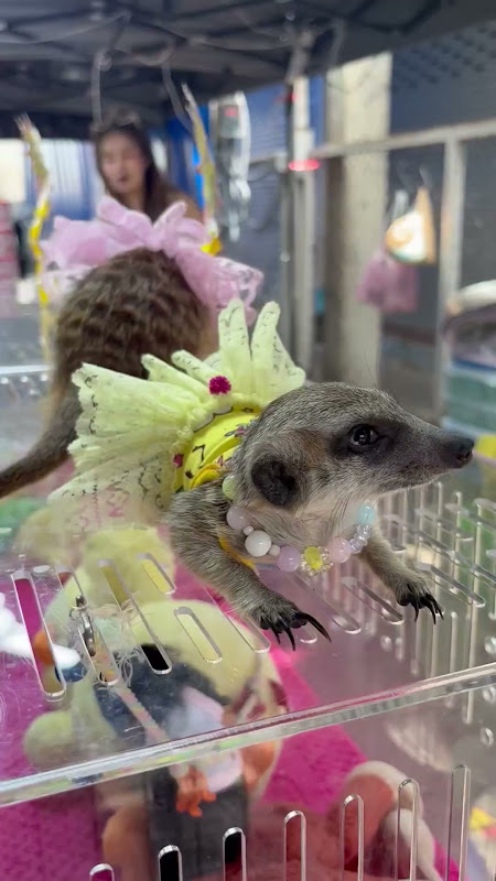 Meerkat in a dress at a pet market