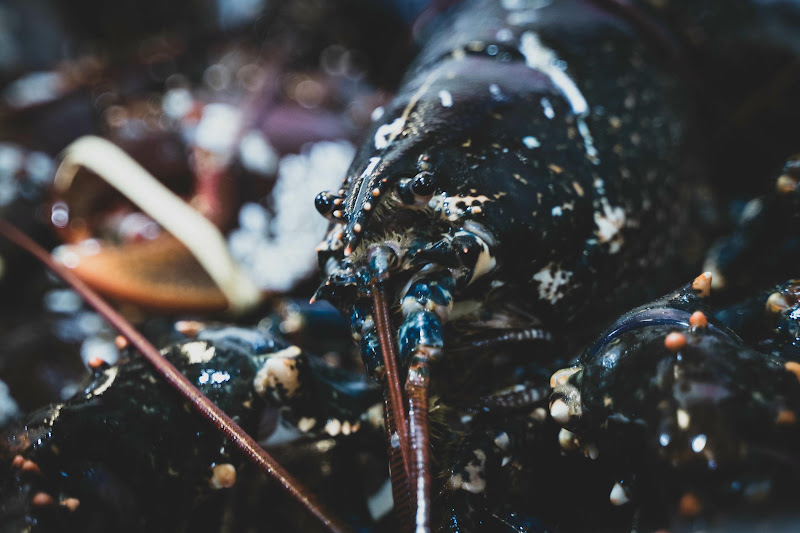Lobster
