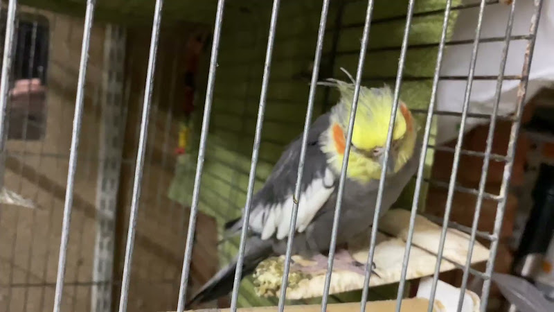 Cockatiel In Pet Shop