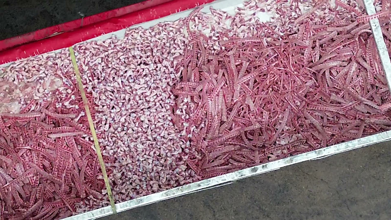 Gut Truck in Slaughterhouse Yard