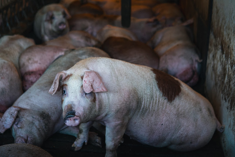 Pigs inside a shed on UK farm