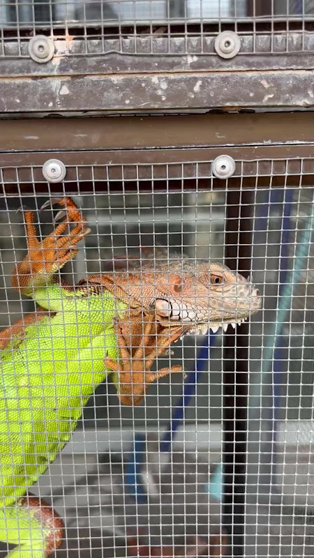 Iguana lizard in a cage