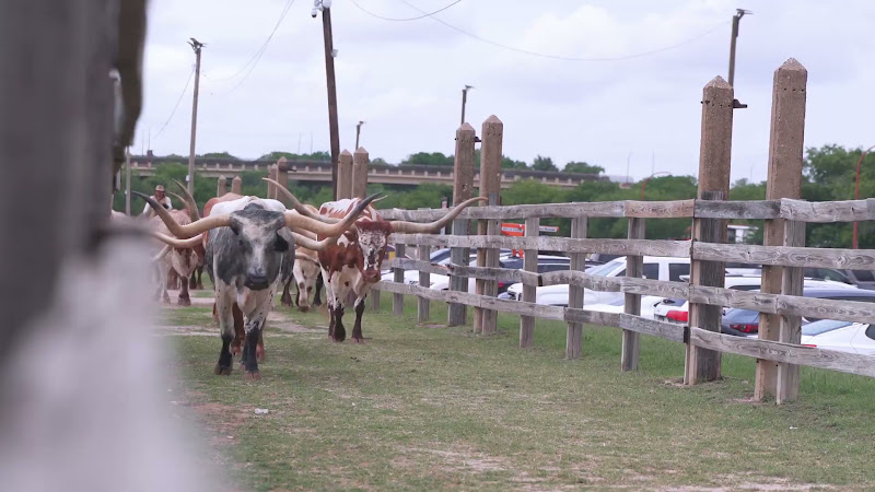 Cow