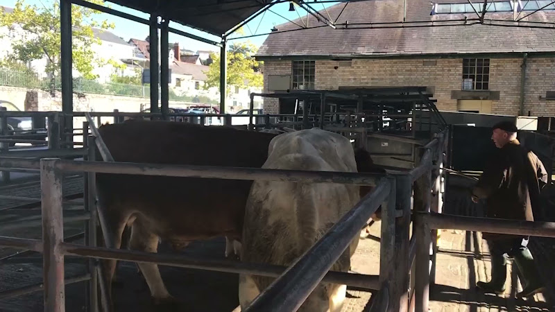 Cows handled with stick - Newton Abbot Livestock Market
