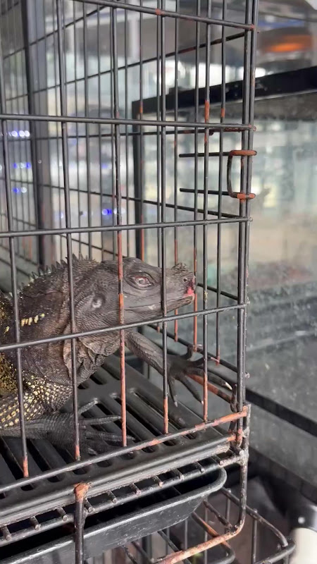 Rhinoceros Iguana with mouth wound at pet market