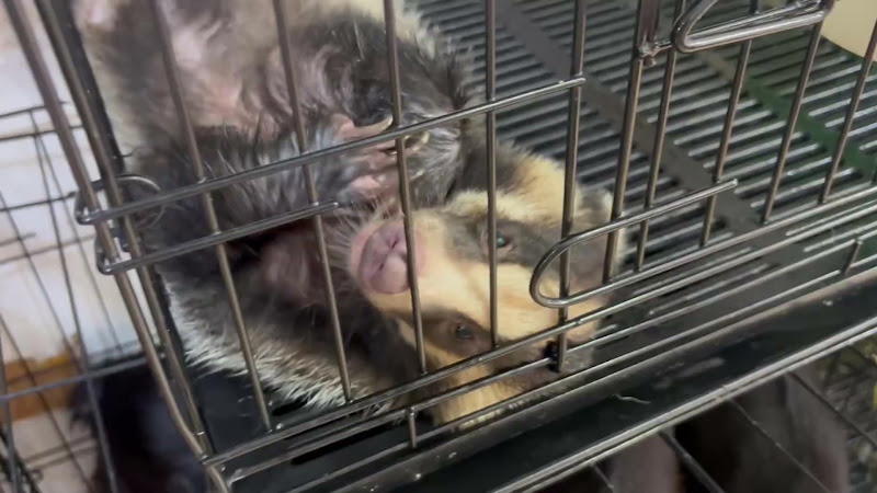 Badger and Raccons in cages at pet market