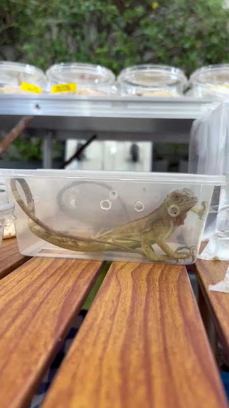 Young Iguana For Sale At Pet Market