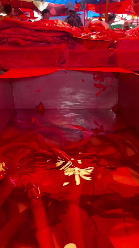 Eels in a tank for sale at food market