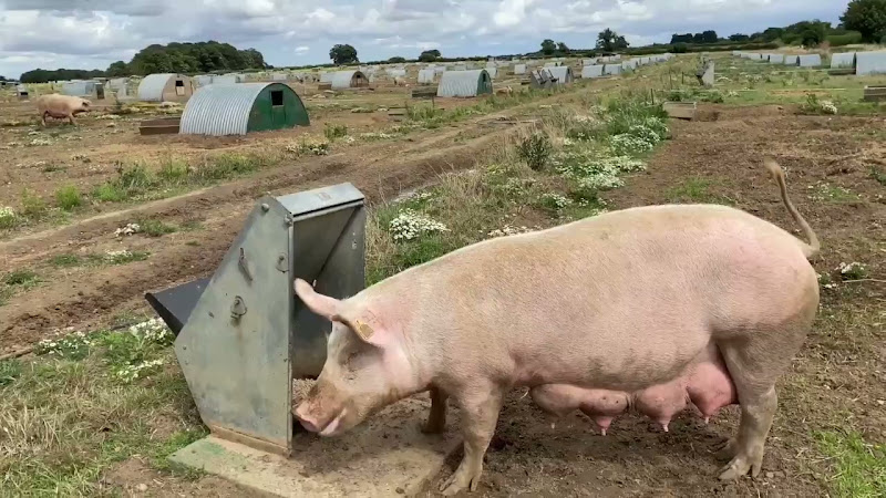 Free-range