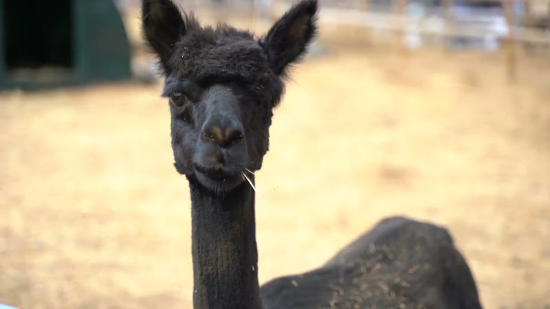 Alpaca 