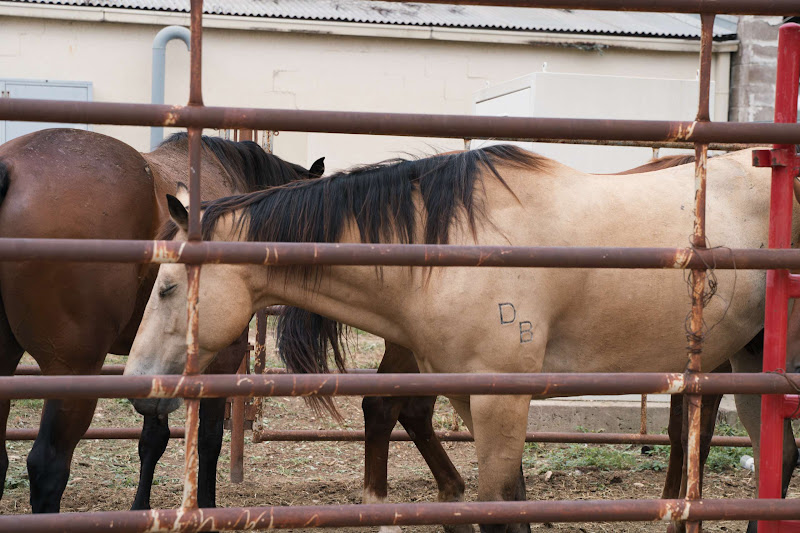 Horse With Branding Mark