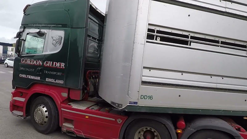 Sheep in truck on the way into a slaughterhouse in the UK
