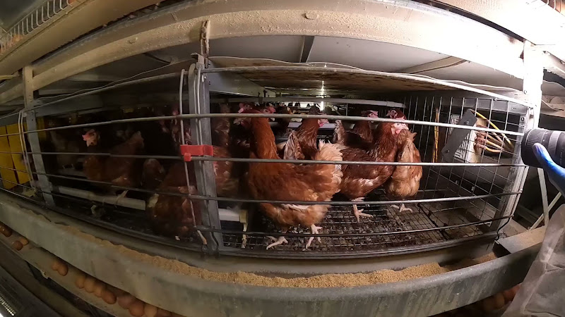Enriched cage egg chickens
