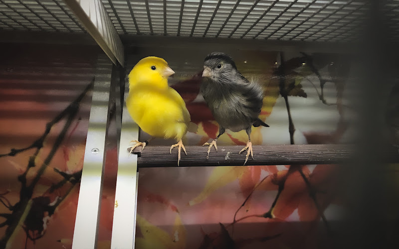 Bird Cage