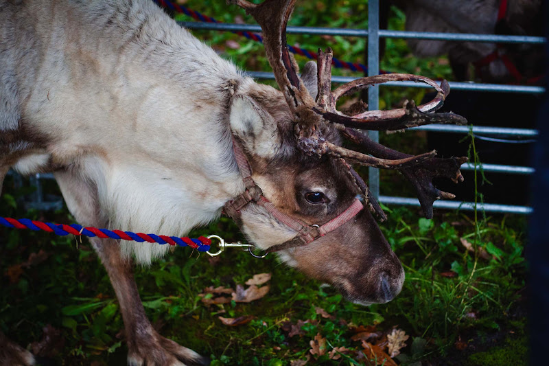 Reindeer at Christmas Event