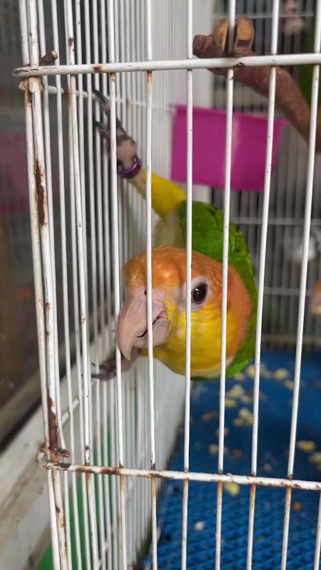 White-bellied Caique Parrots Fighting In Cage At Pet Market