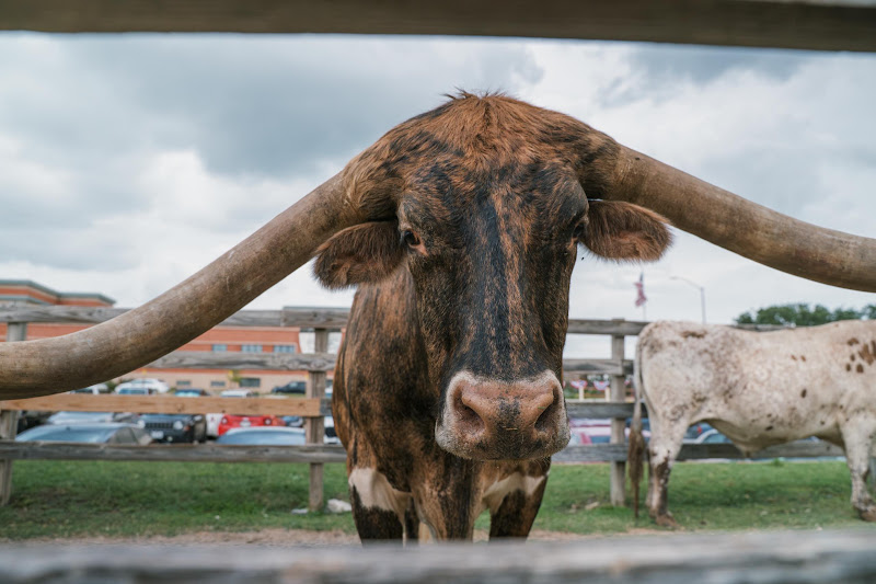 Longhorn Cow Waits For The Cattle Drive