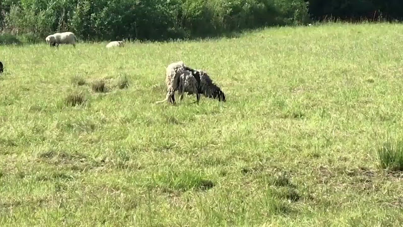 Sheep With A Possible Leg Injury & Scruffy Coat