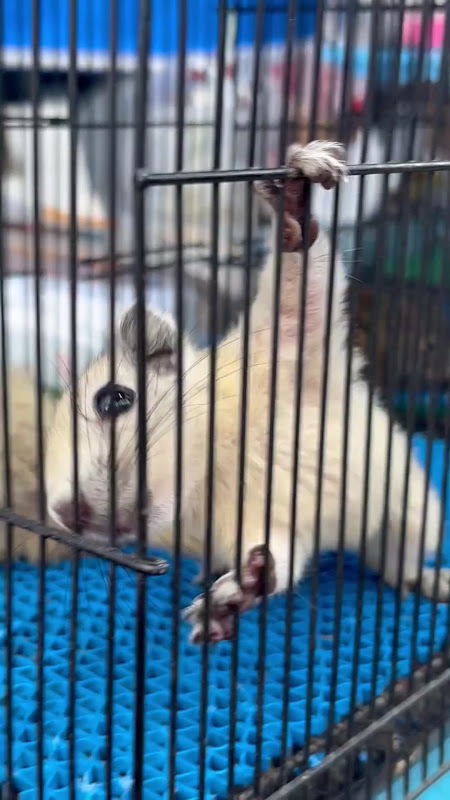 Sugar Glider At A Pet Market