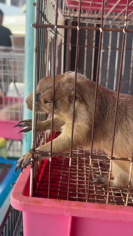 Caged Praire Dog Trying To Get Out Of Cage At Pet Market