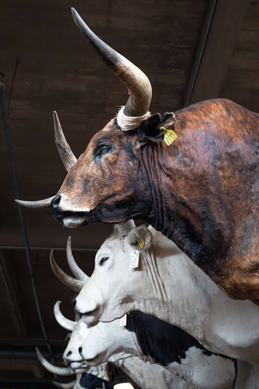 Taxidermy Cattle Heads