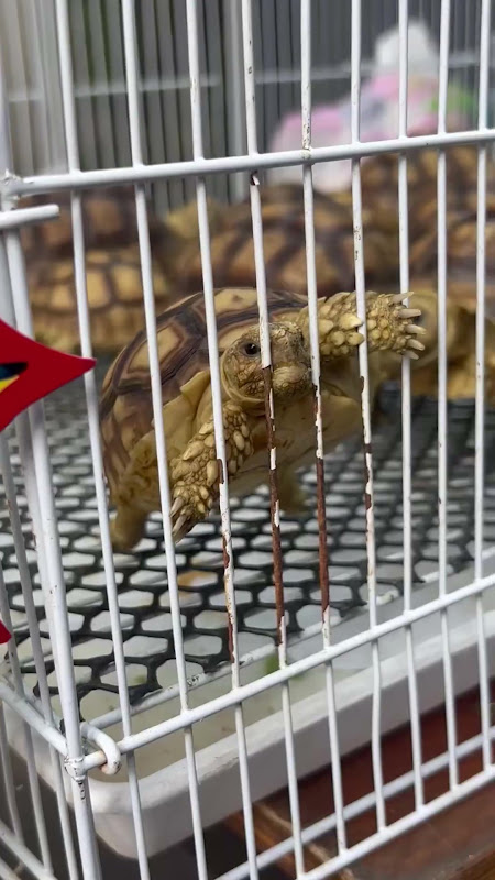 Caged Tortoise