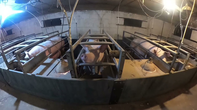 Mother pigs in farrowing crates