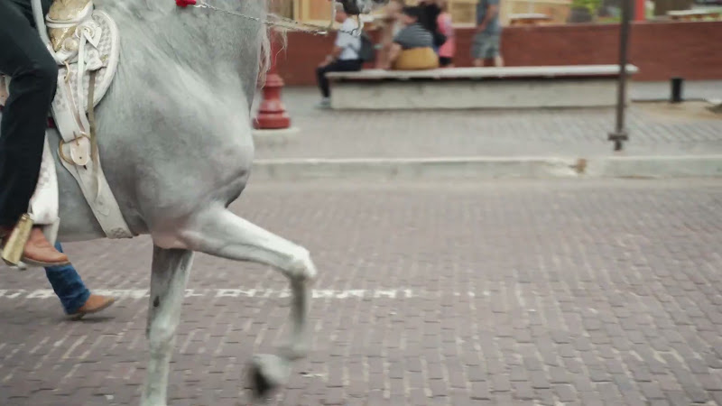 A White Show Horse Performs a High-Stepping Gait While Ridden