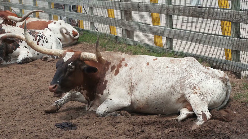 Longhorn Cow Waits For Cattle Drive